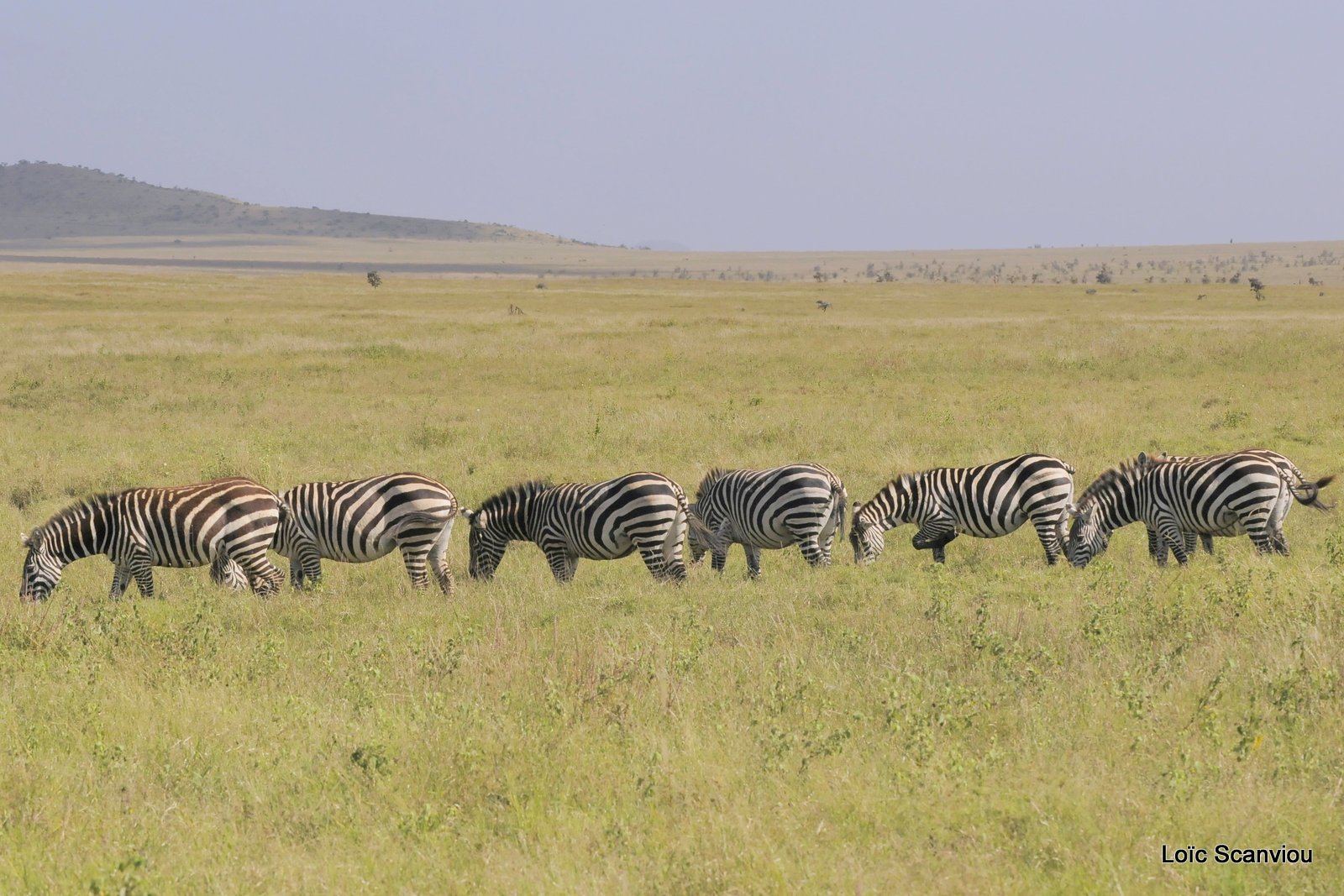 Zèbre/Zebra (23)