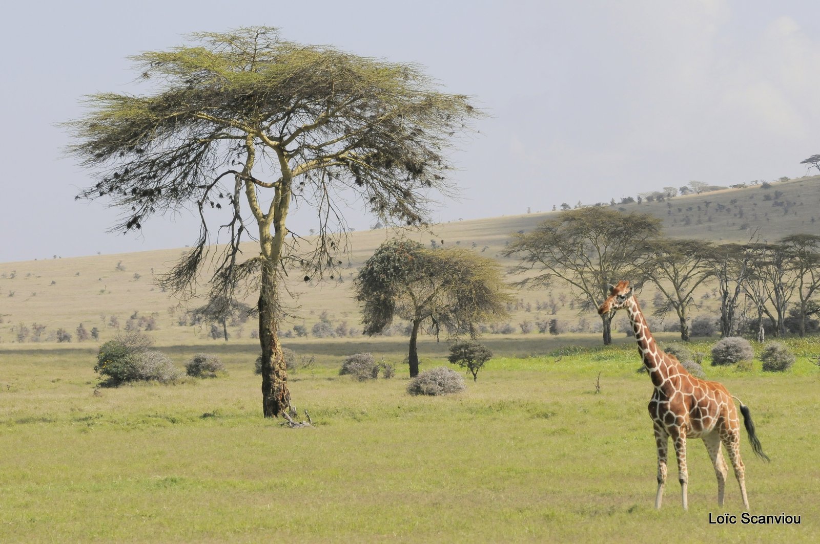 Girafe réticulée/Reticulated Giraffe (12)