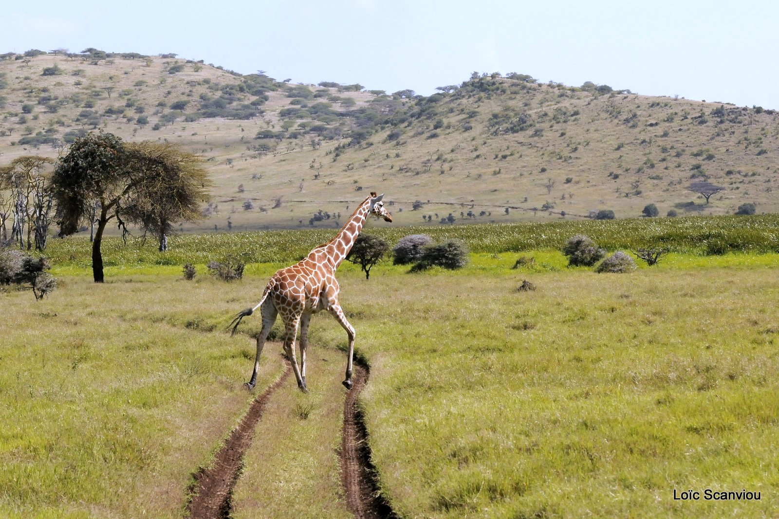 Girafe réticulée/Reticulated Giraffe (13)