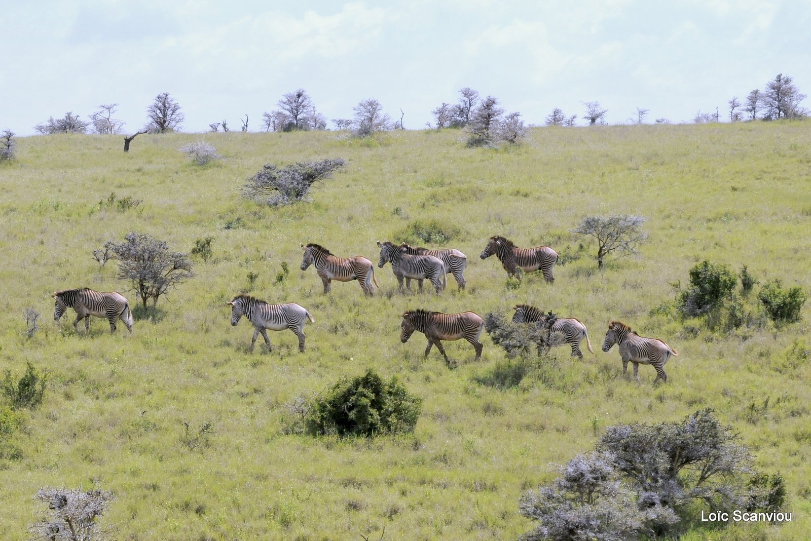Zèbre de Grévy/Grevy's Zebra (8)