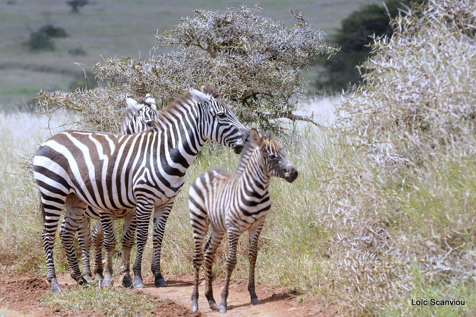 Zèbre/Zebra (27)