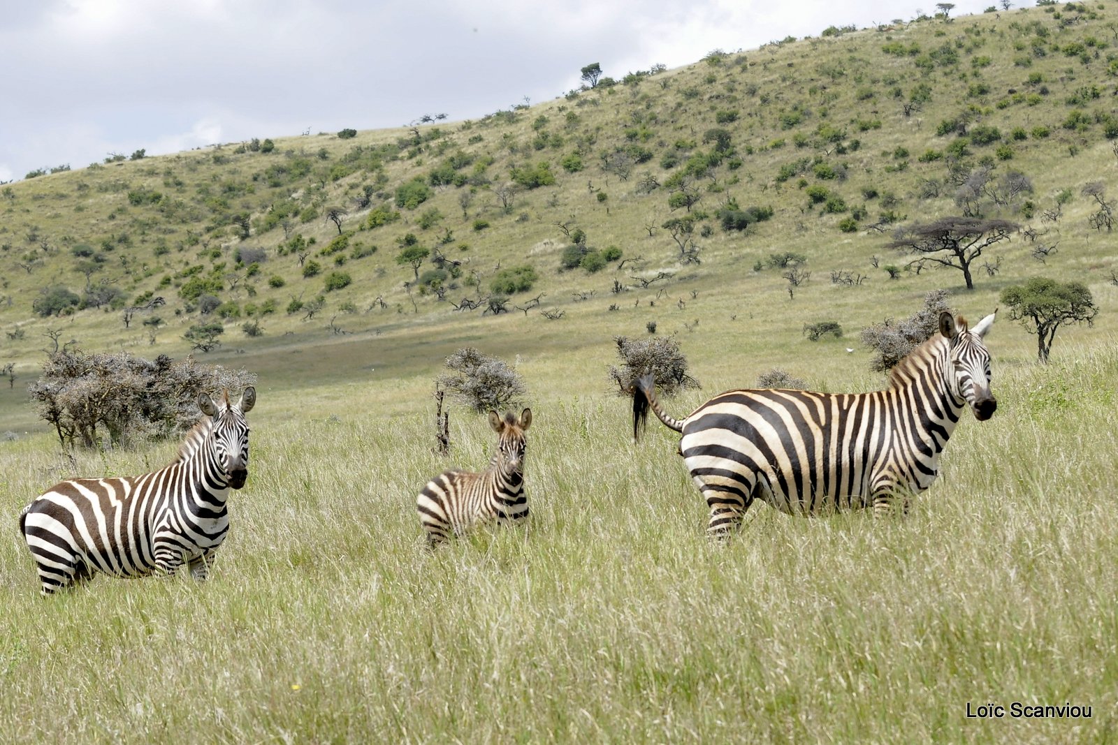 Zèbre/Zebra (28)