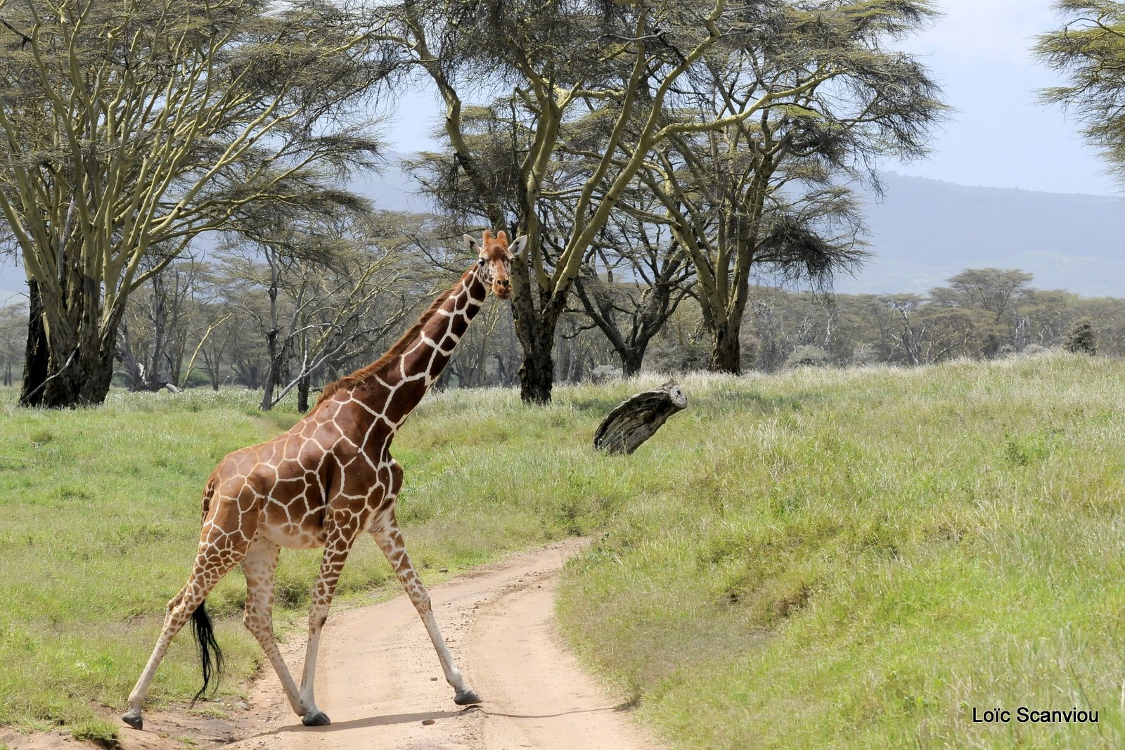 Girafe réticulée/Reticulated Giraffe (14)