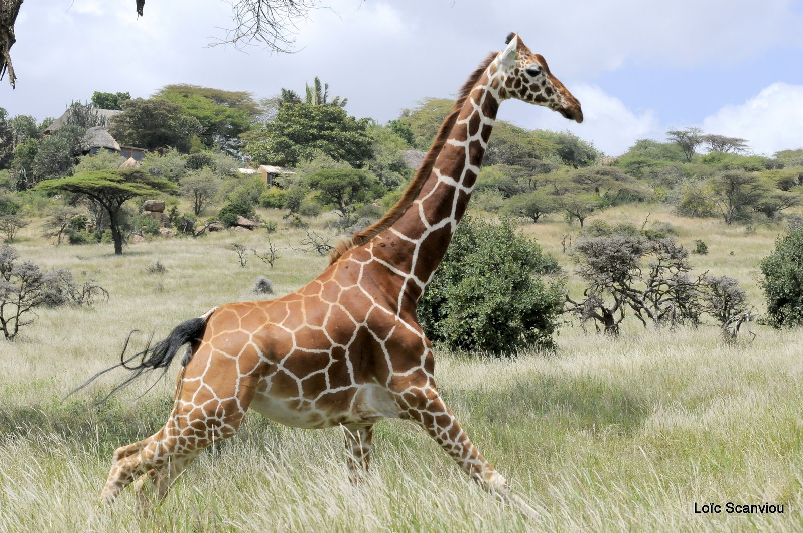 Girafe réticulée/Reticulated Giraffe (15)