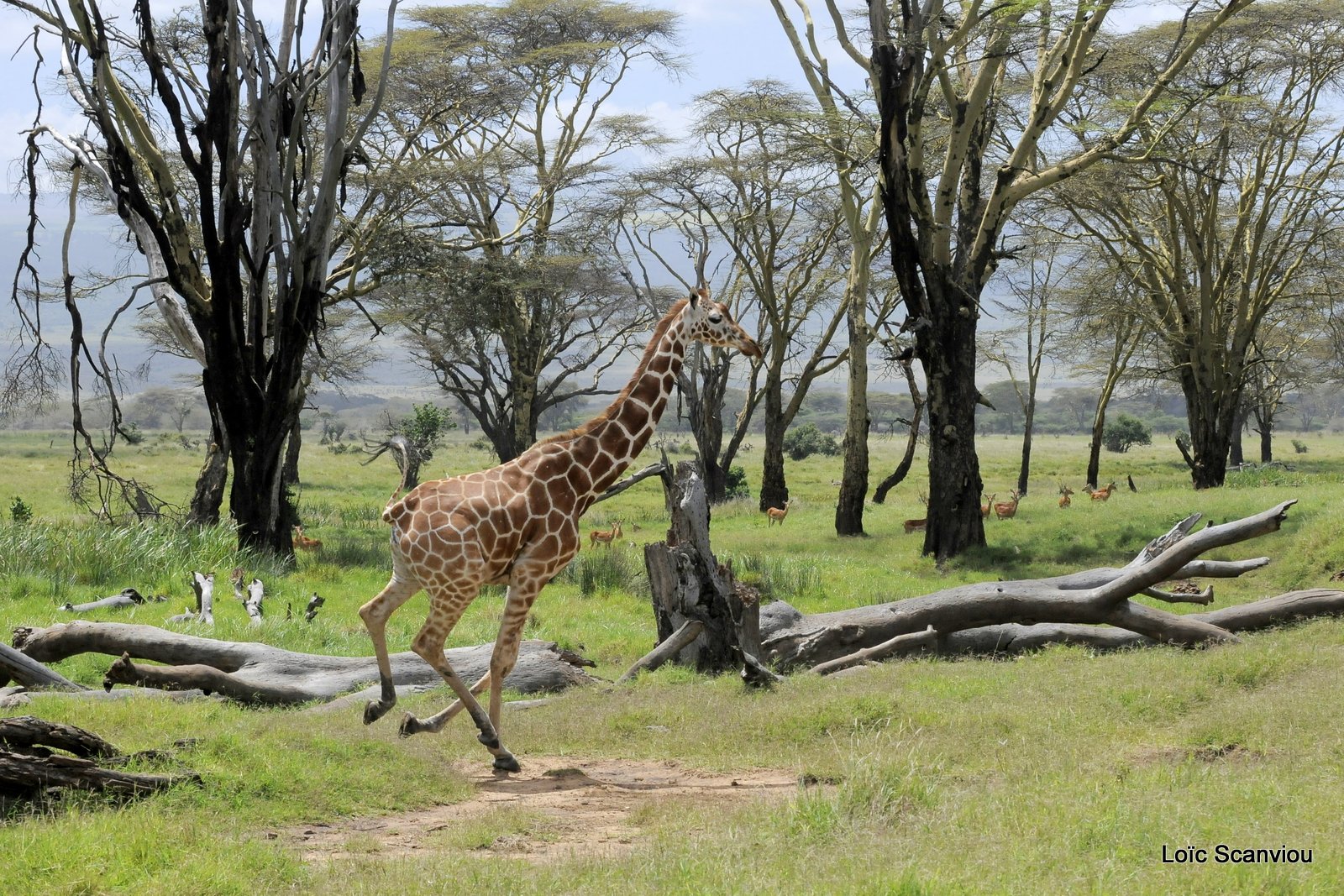 Girafe réticulée/Reticulated Giraffe (16)