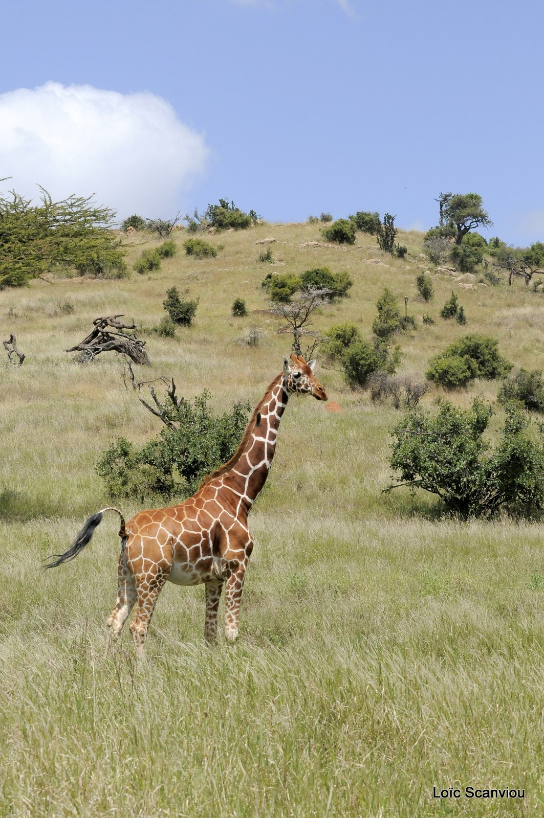 Girafe réticulée/Reticulated Giraffe (17)