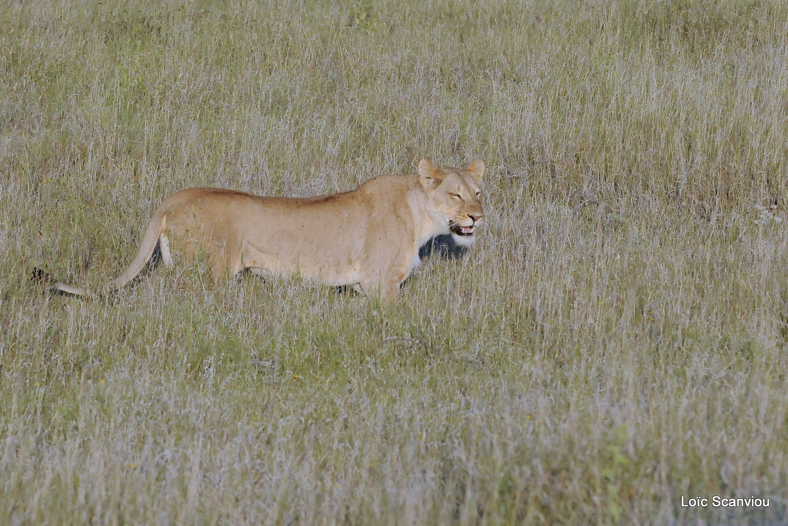 Lion (12)