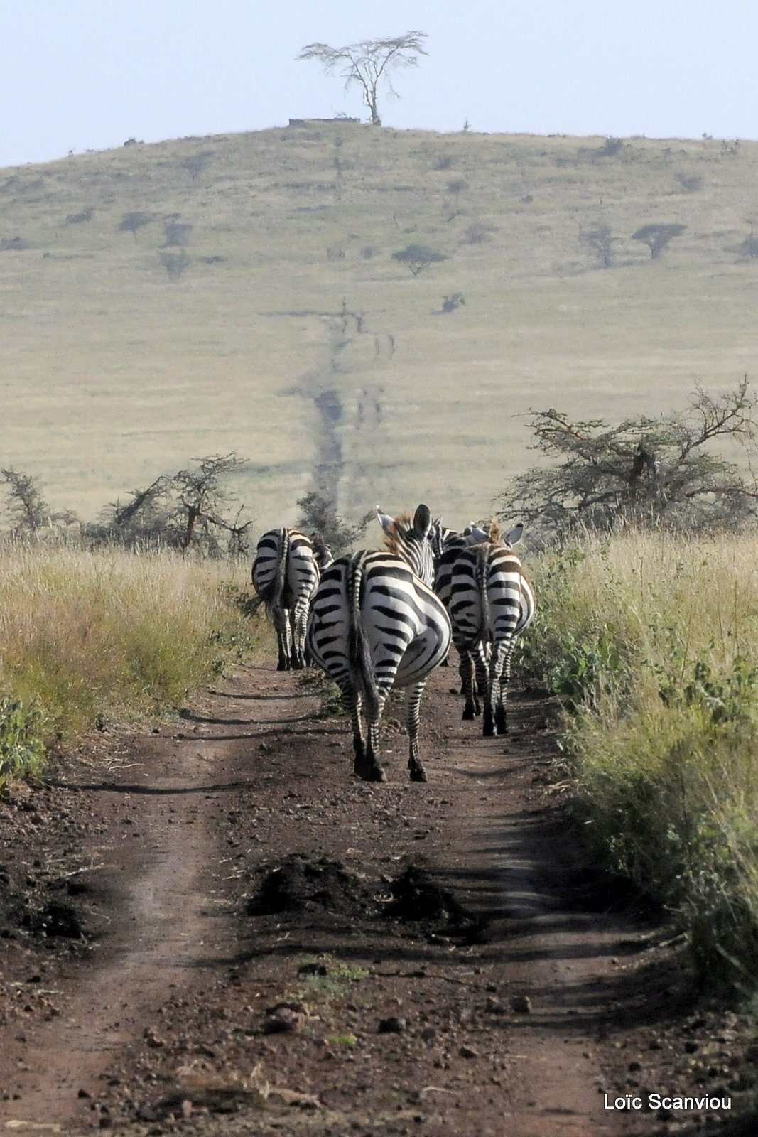 Zèbre/Zebra (45)