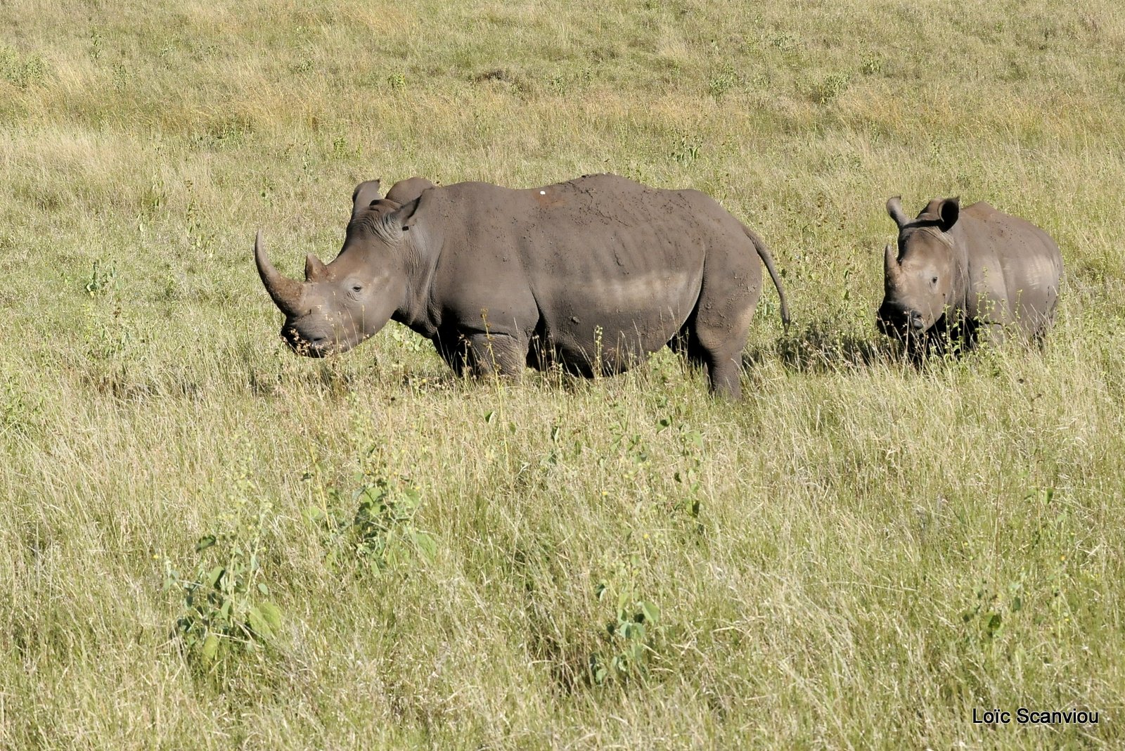 Rhinocéros blanc/White Rhino (15)