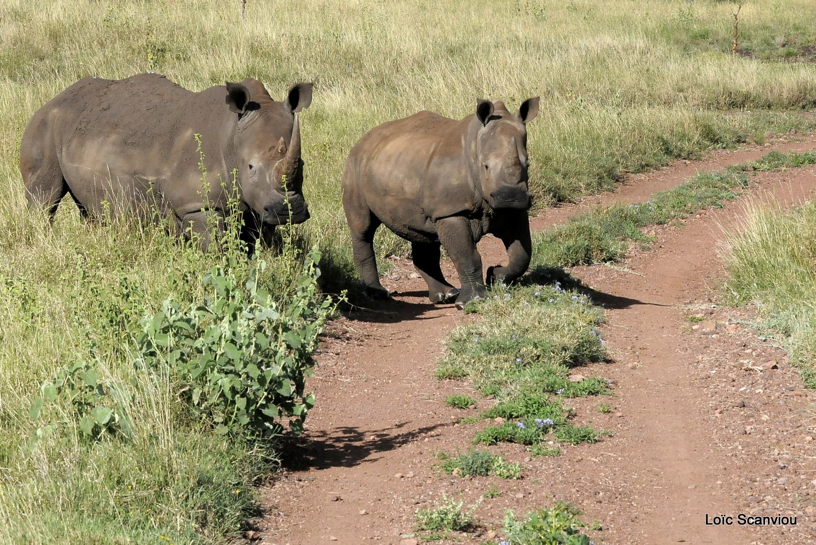 Rhinocéros blanc/White Rhino (16)