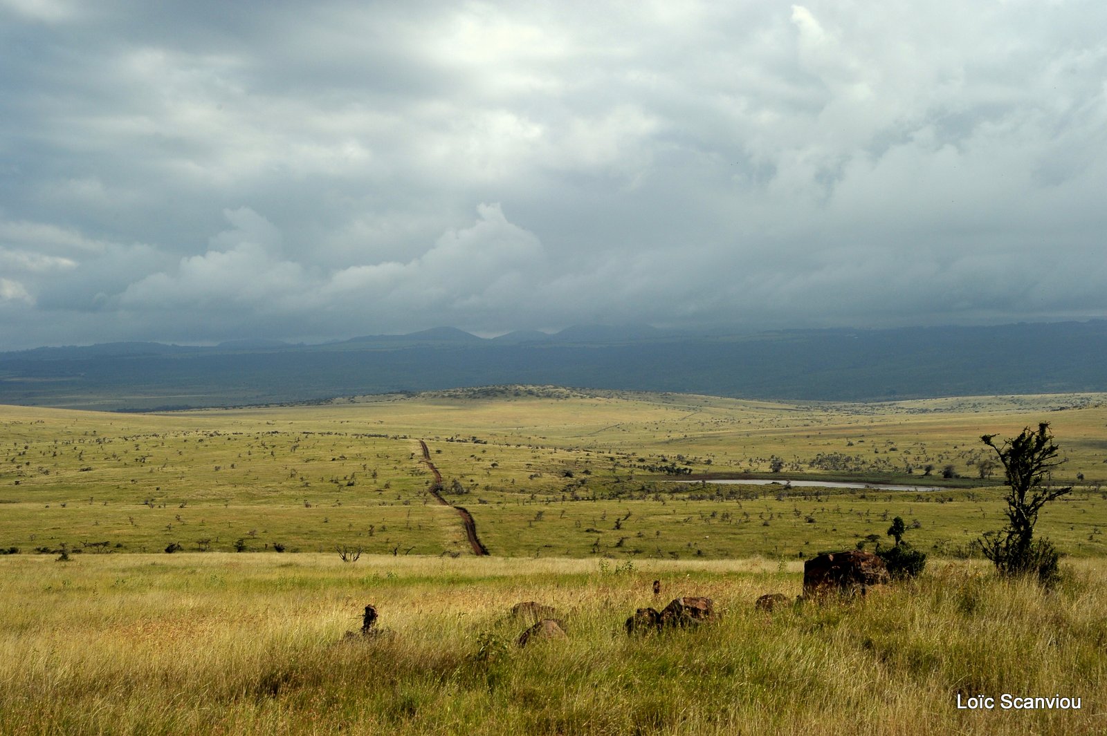 Lewa Downs (6)