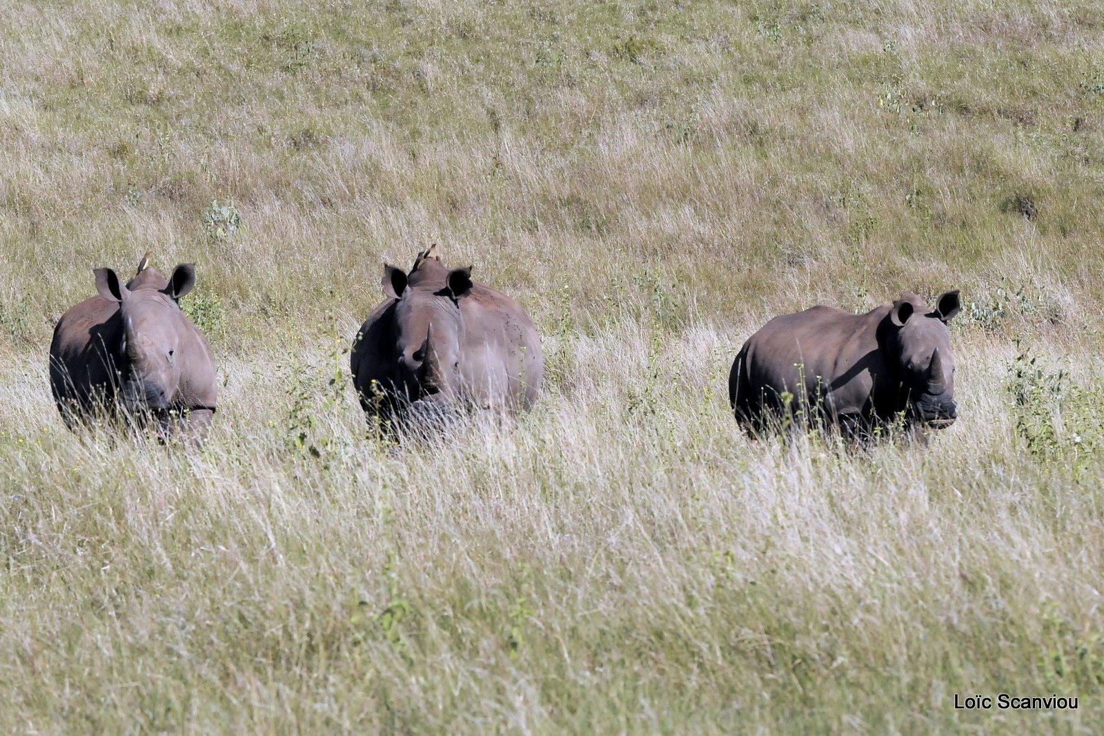 Rhinocéros blanc/White Rhino (18)