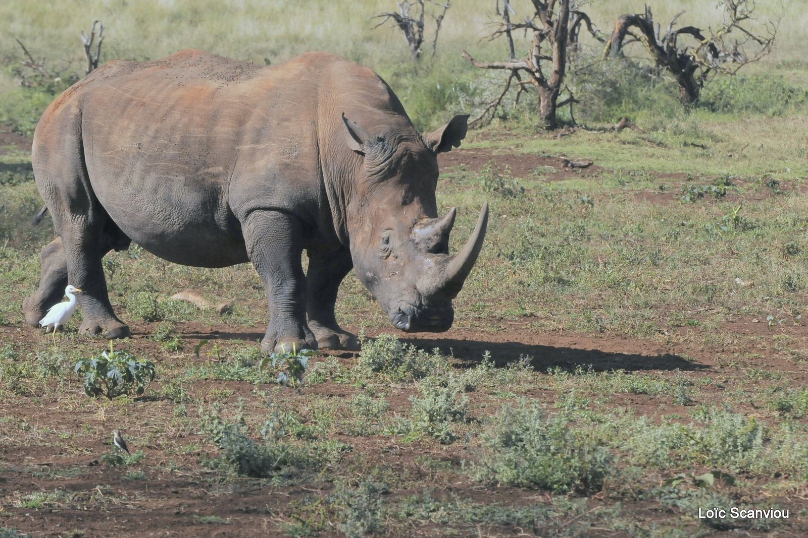 Rhinocéros blanc/White Rhino (19)