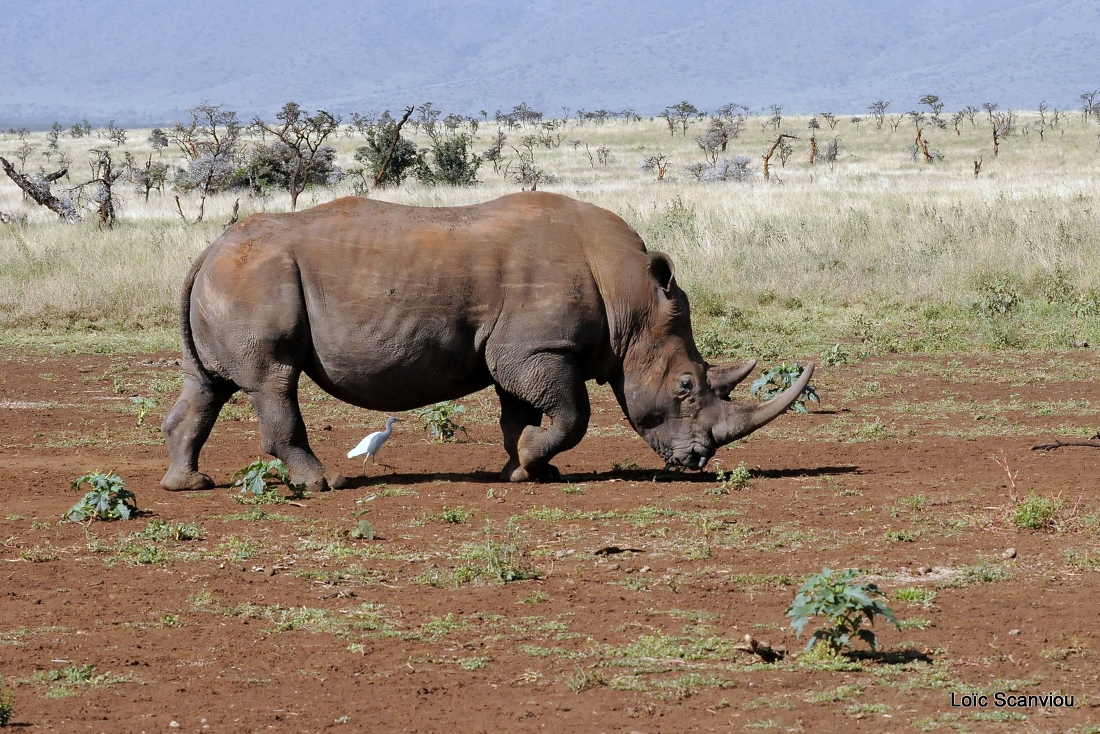 Rhinocéros blanc/White Rhino (20)