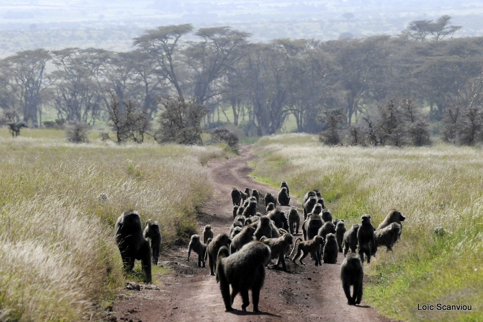 Babouin/Baboon (1)