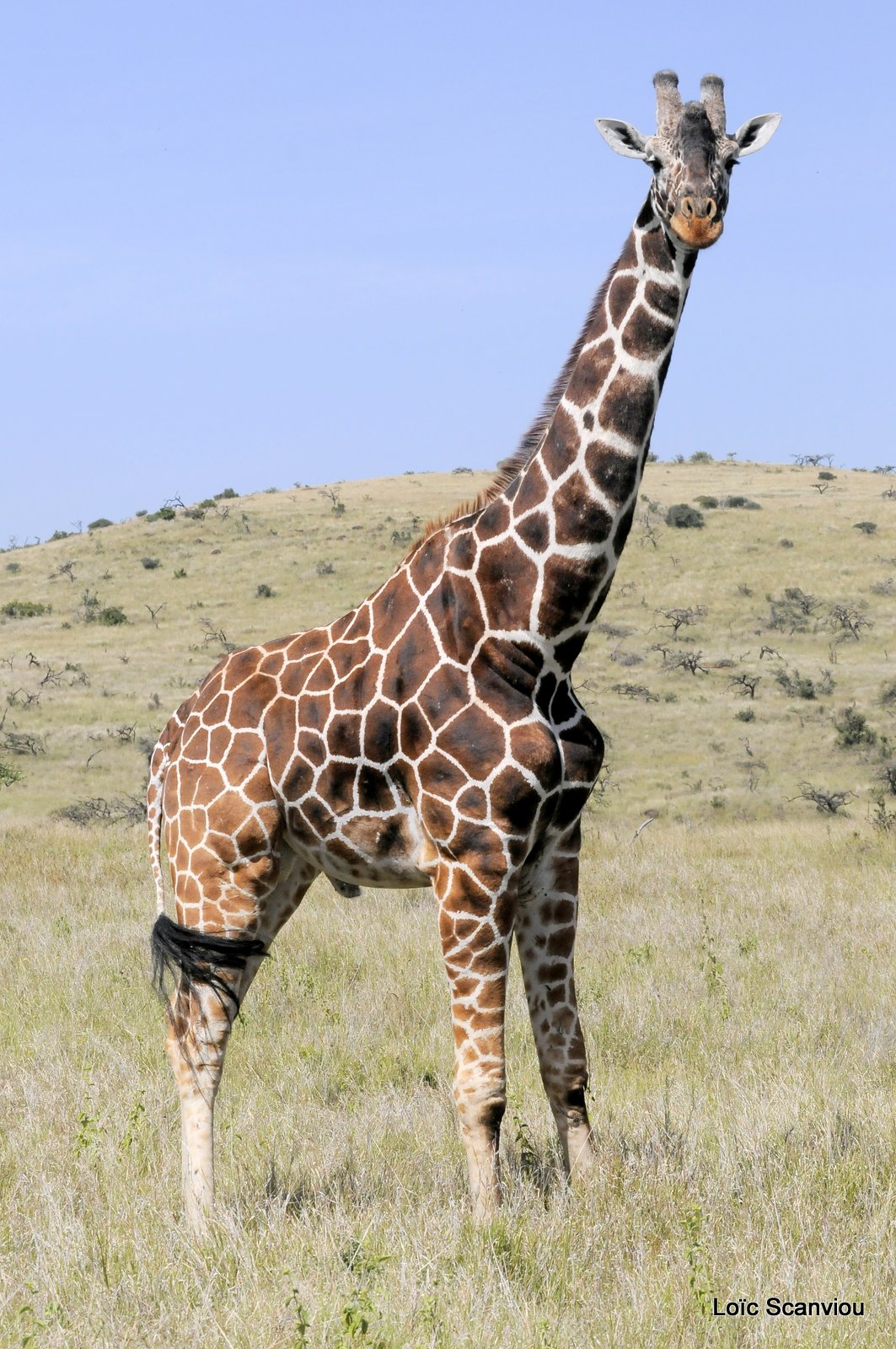 Girafe réticulée/Reticulated Giraffe (18)