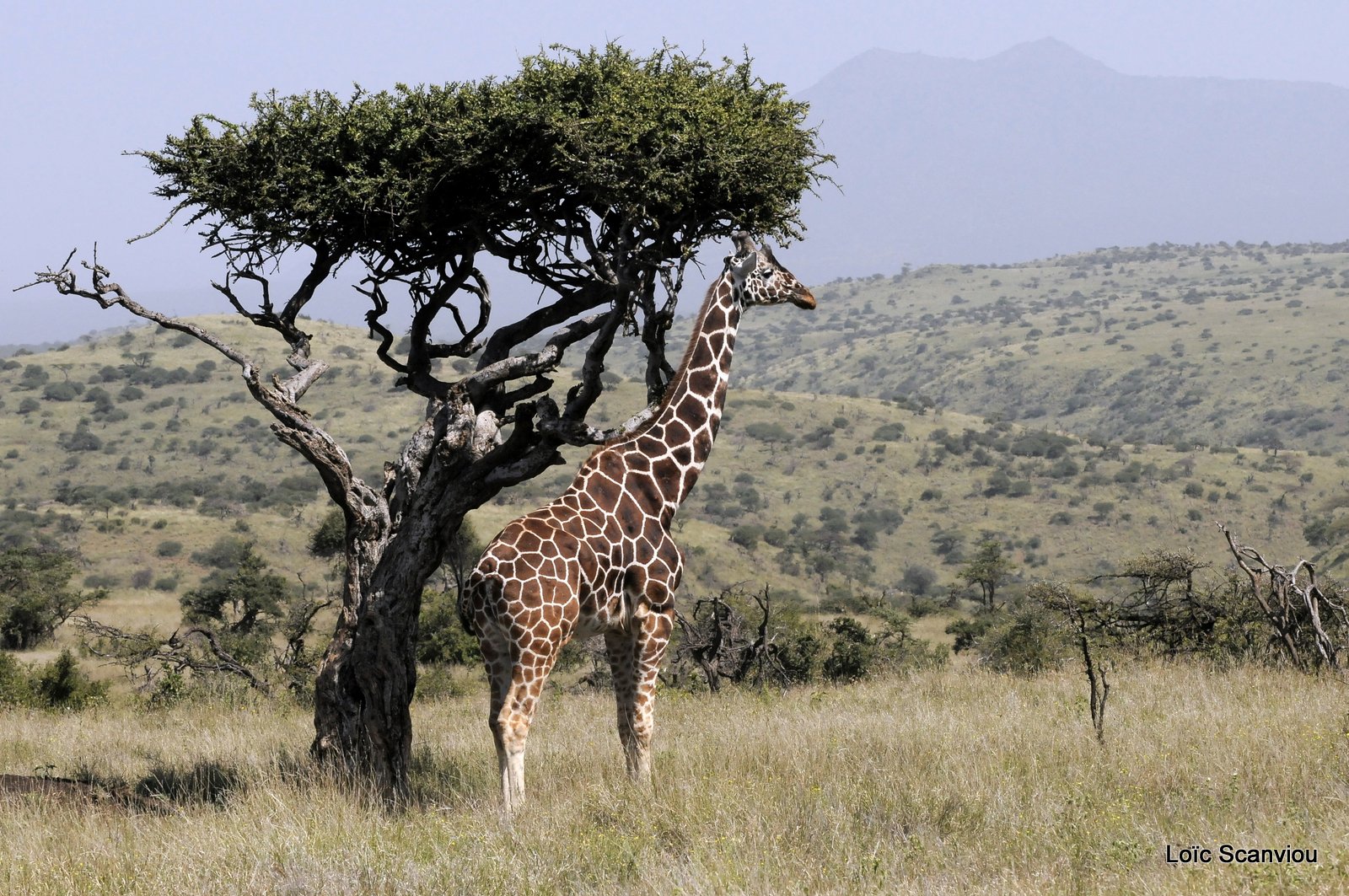 Girafe réticulée/Reticulated Giraffe (19)