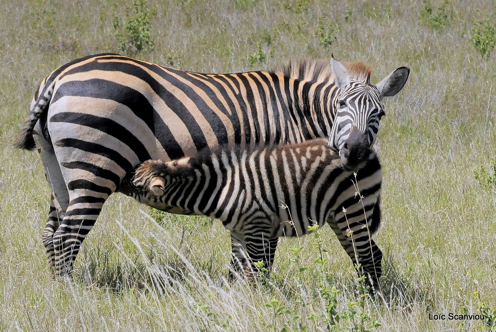Zèbre/Zebra (29)