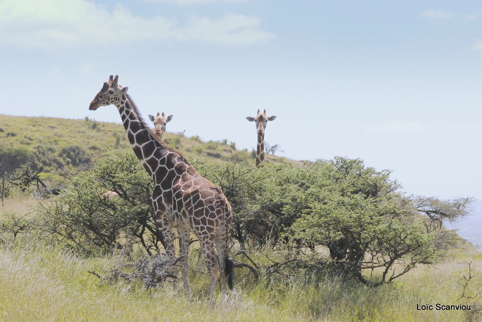 Girafe/Giraffe (20)