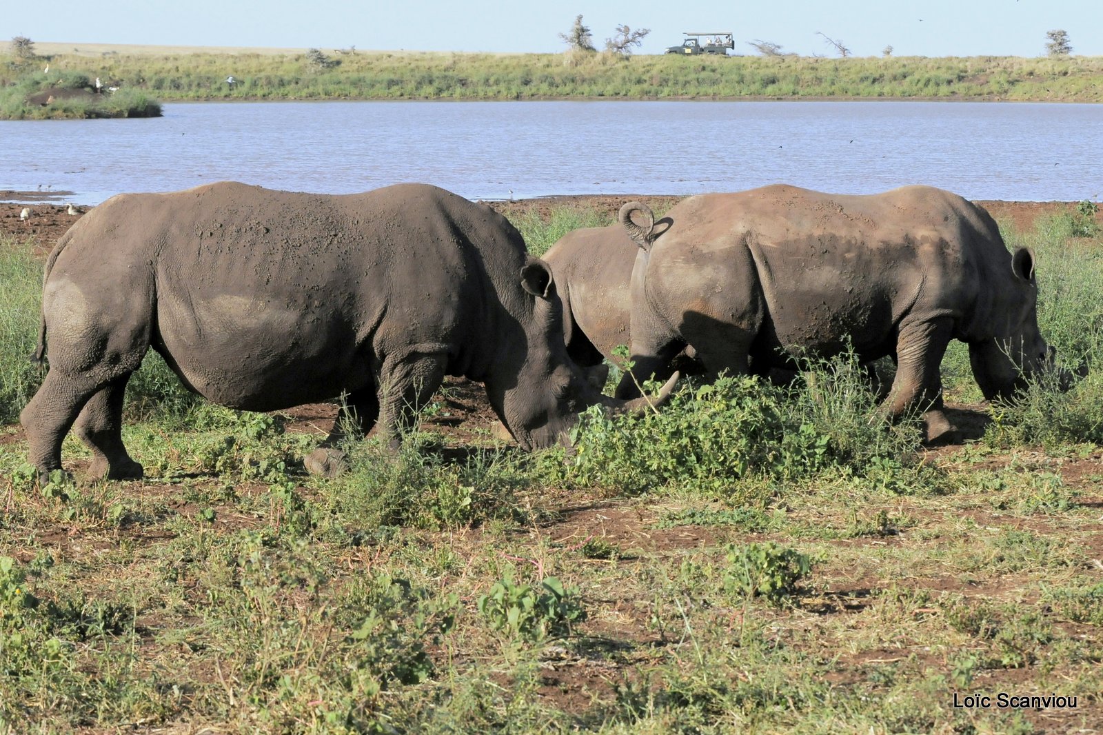 Rhinocéros blanc/White Rhino (21)