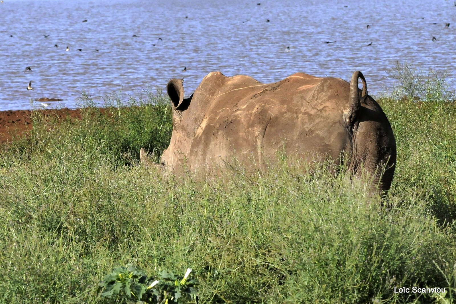 Rhinocéros blanc/White Rhino (22)