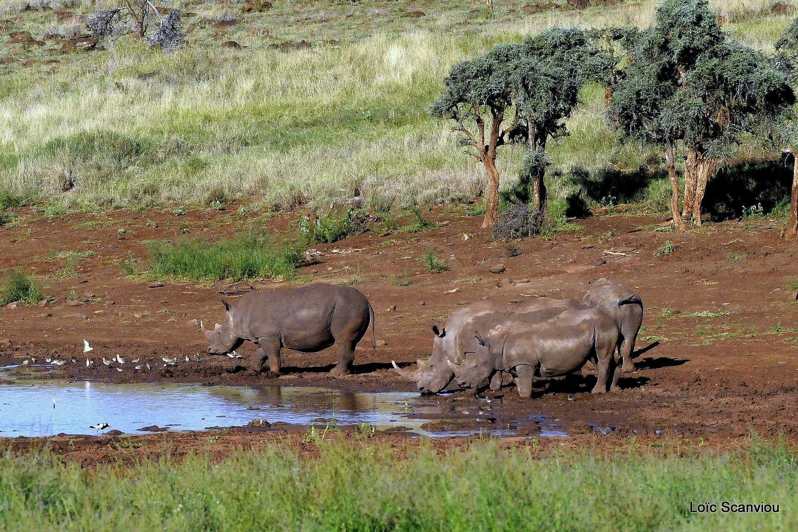 Rhinocéros blanc/White Rhino (23)