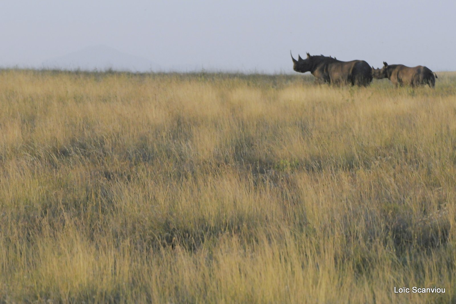 Rhinocéros noir/Black Rhino (13)