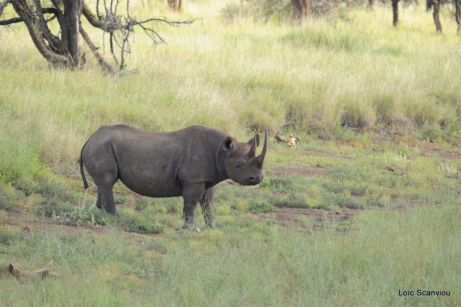 Rhinocéros noir/Black Rhino (1)