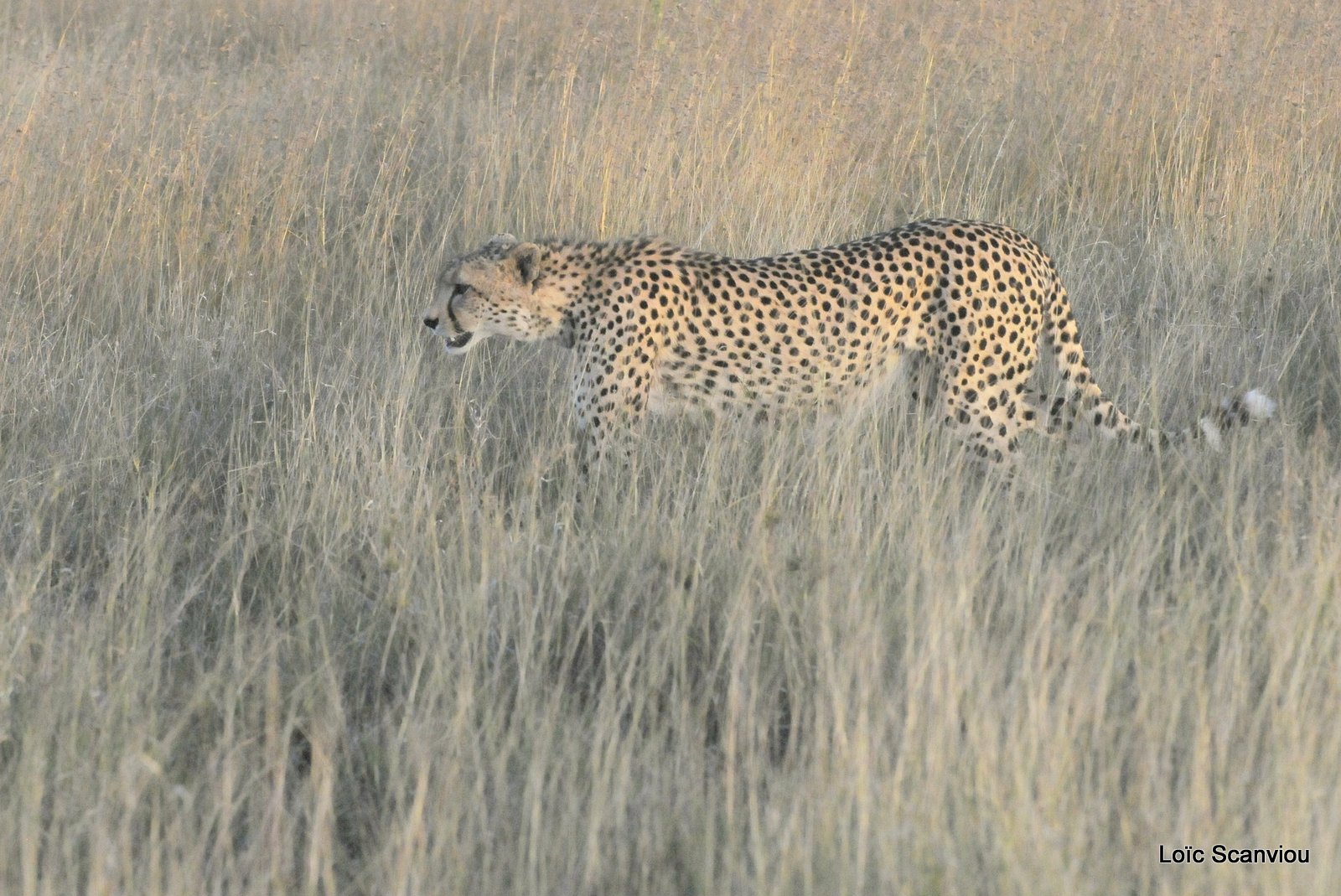 Guépard/Cheetah (1)