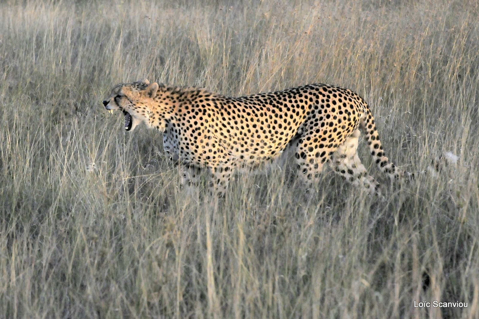 Guépard/Cheetah (2)
