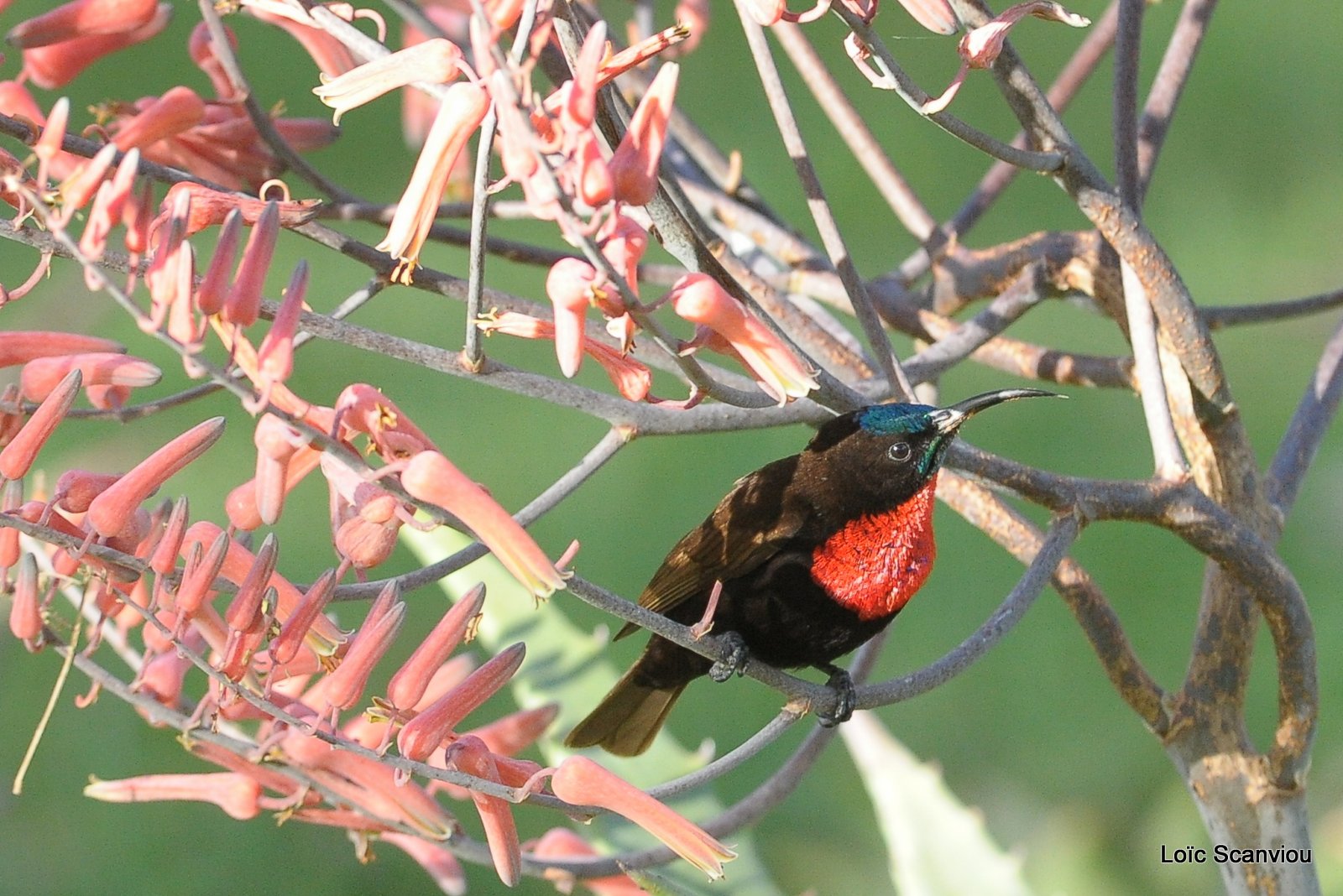 Souimanga à poitrine rouge/Scarlet-chested Sunbird (5)