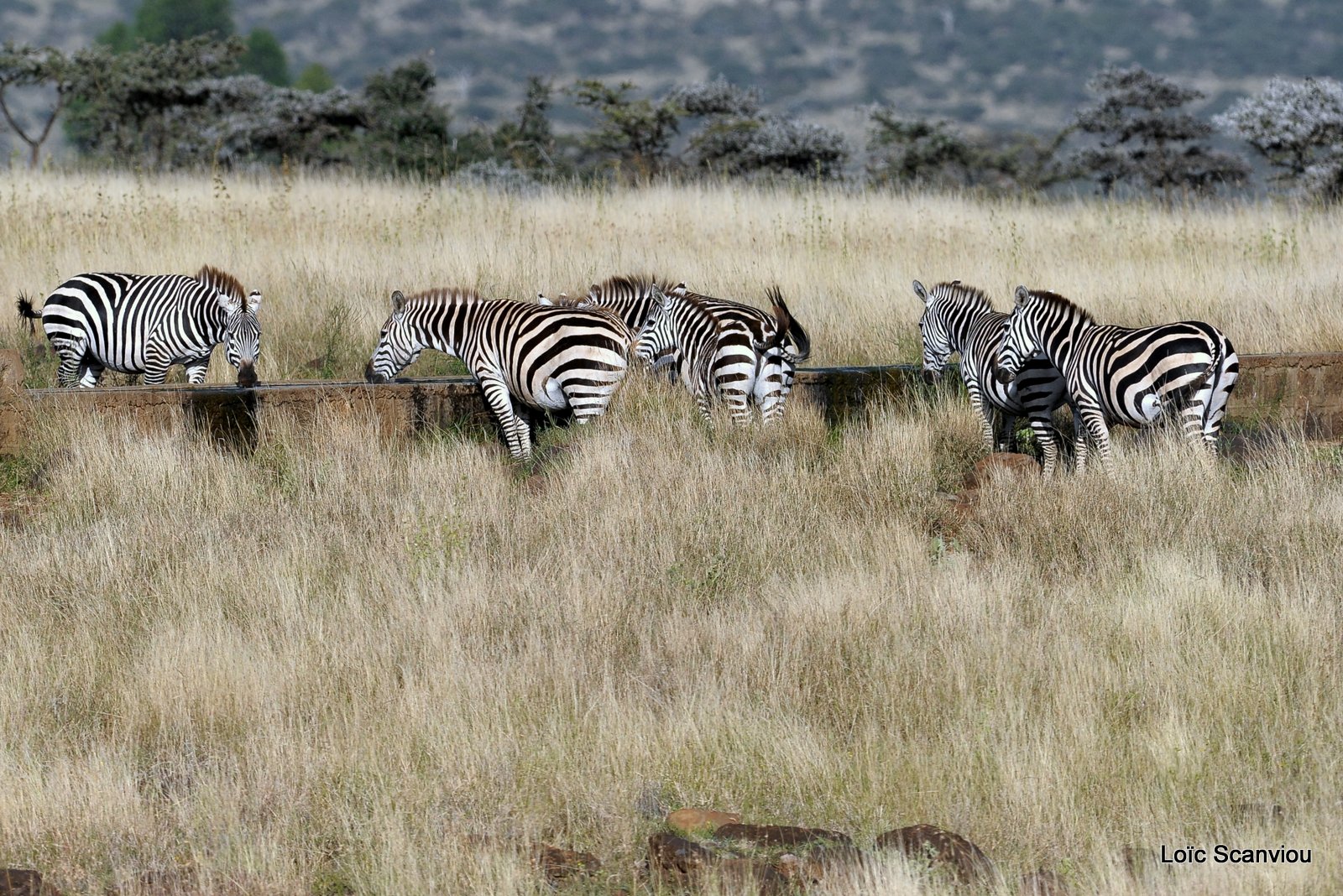 Zèbre/Zebra (30)