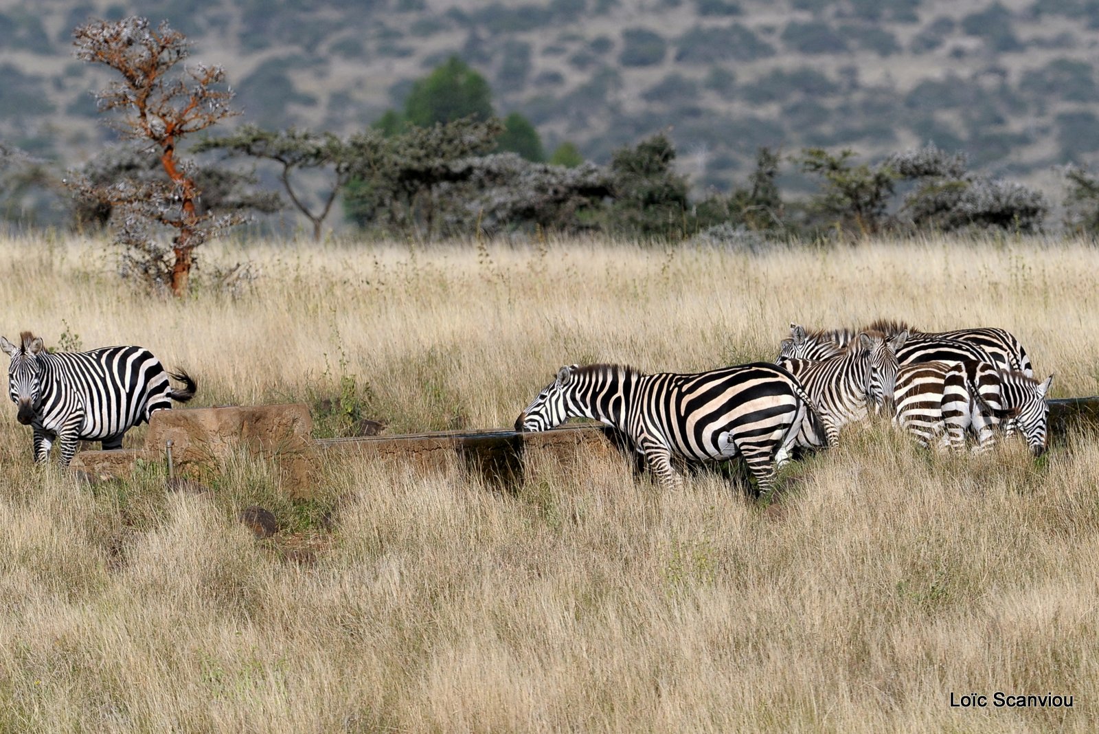 Zèbre/Zebra (31)