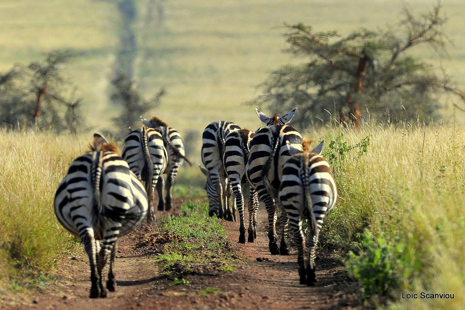 Zèbre/Zebra (32)