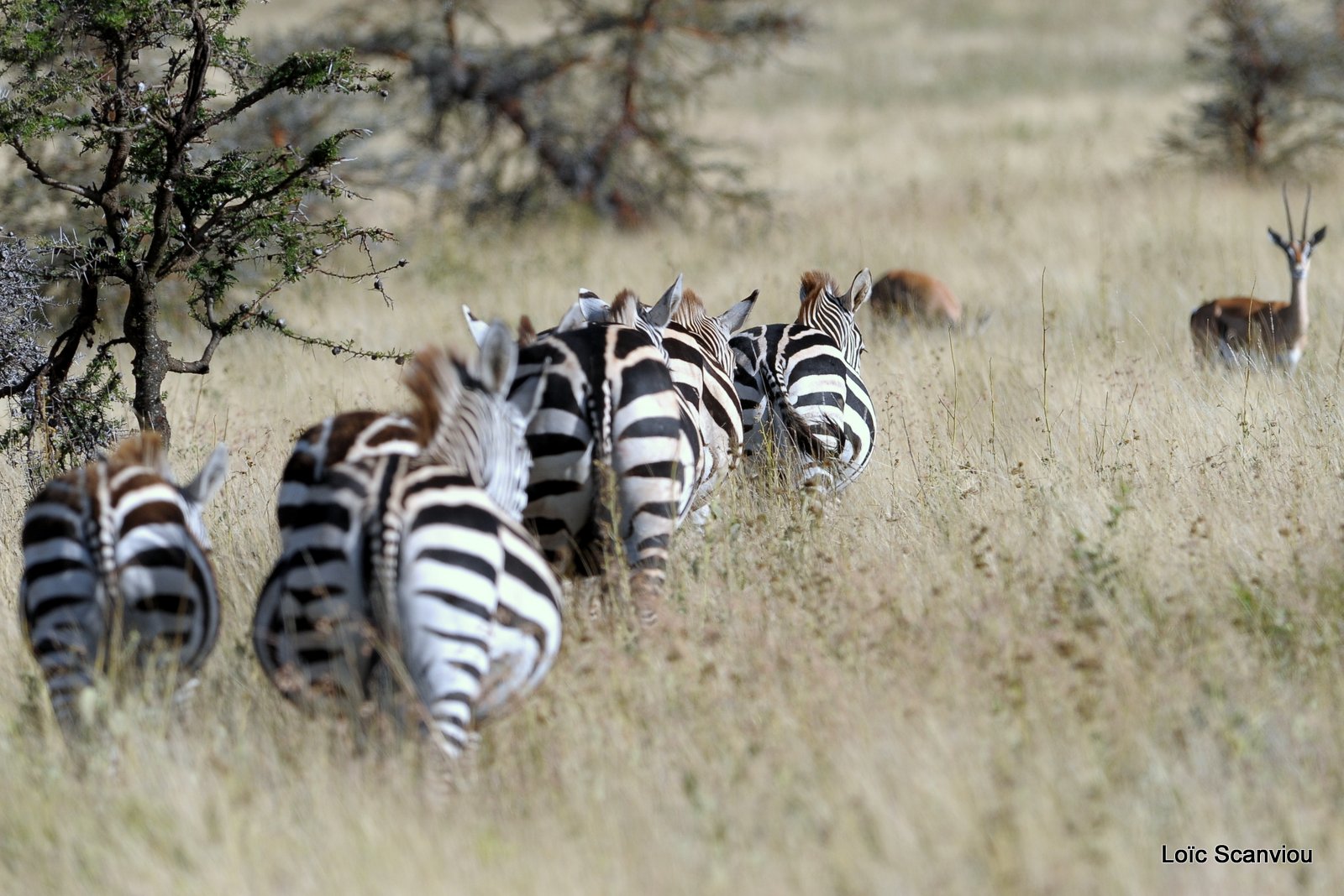 Zèbre/Zebra (33)