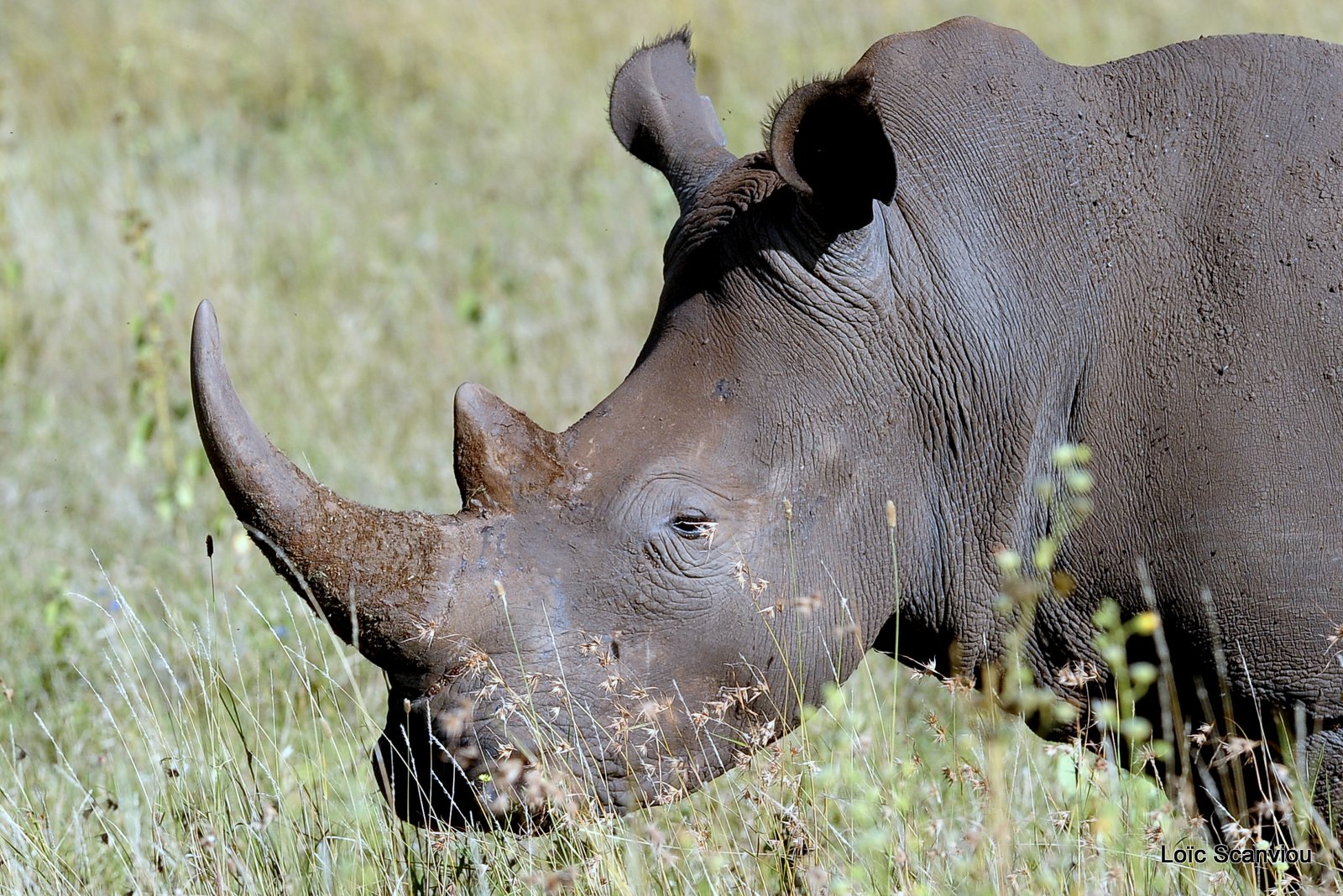 Rhinocéros blanc/White Rhino (24)
