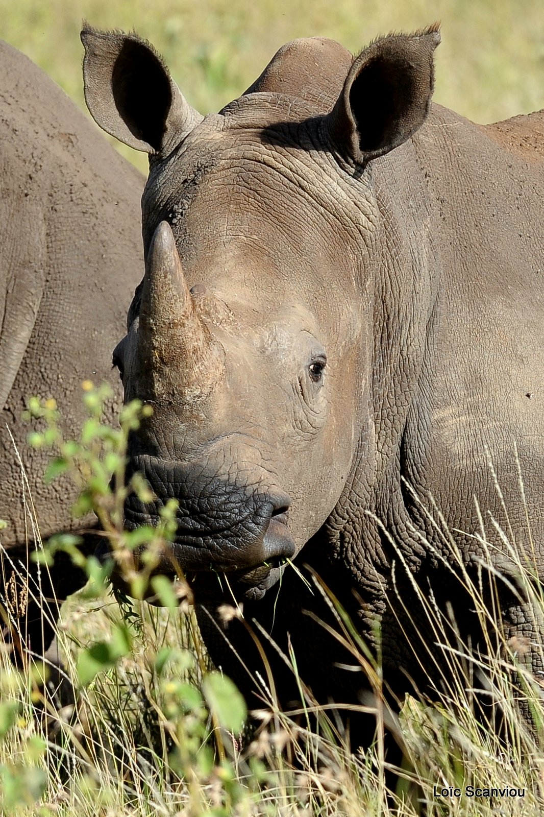 Rhinocéros blanc/White Rhino (25)
