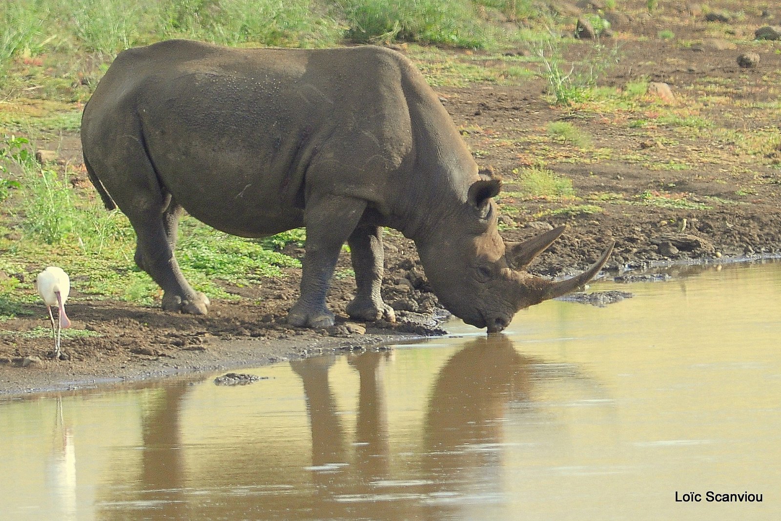 Rhinocéros noir/Black Rhino (2)