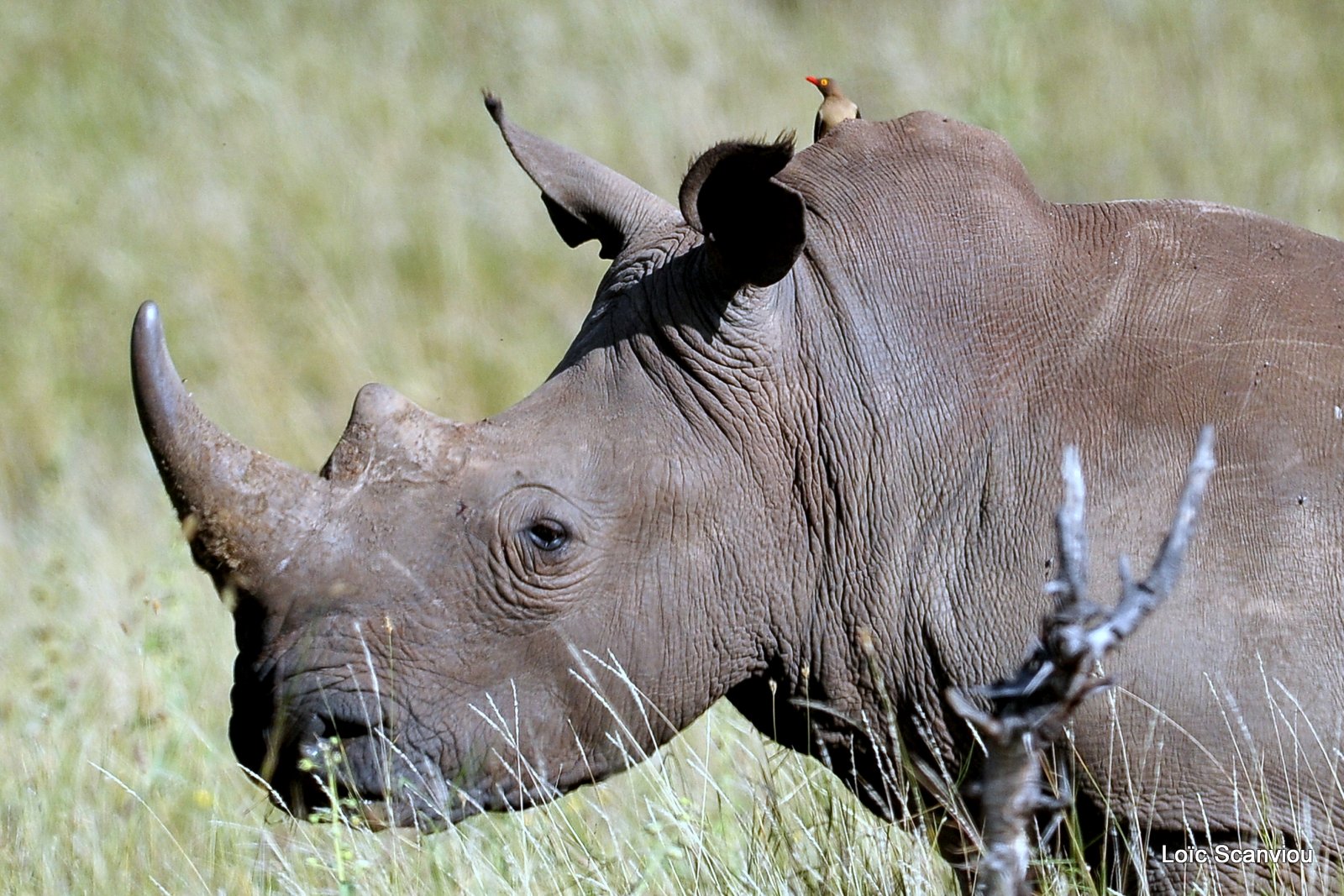 Rhinocéros blanc/White Rhino (30)