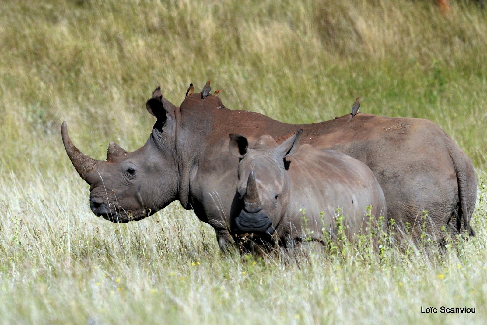 Rhinocéros blanc/White Rhino (31)