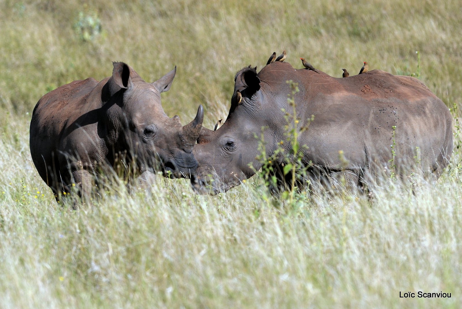 Rhinocéros blanc/White Rhino (32)