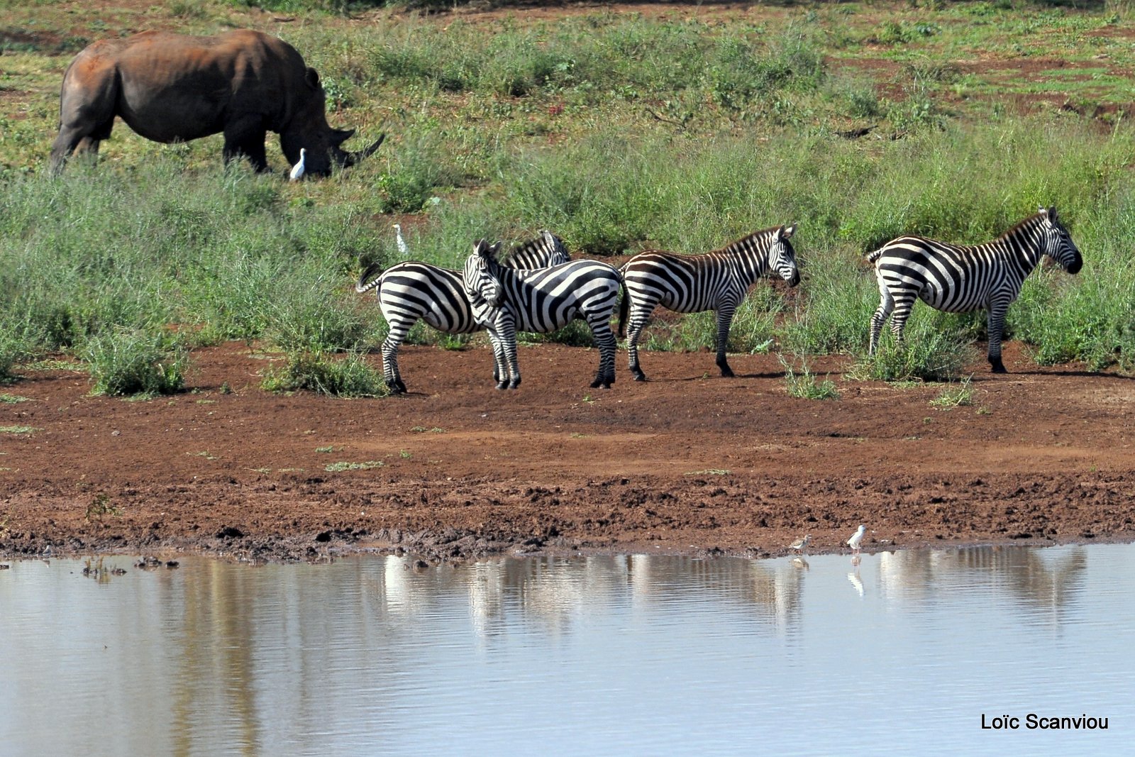 Zèbre et rhinocéros /Zebra and Rhino (1)