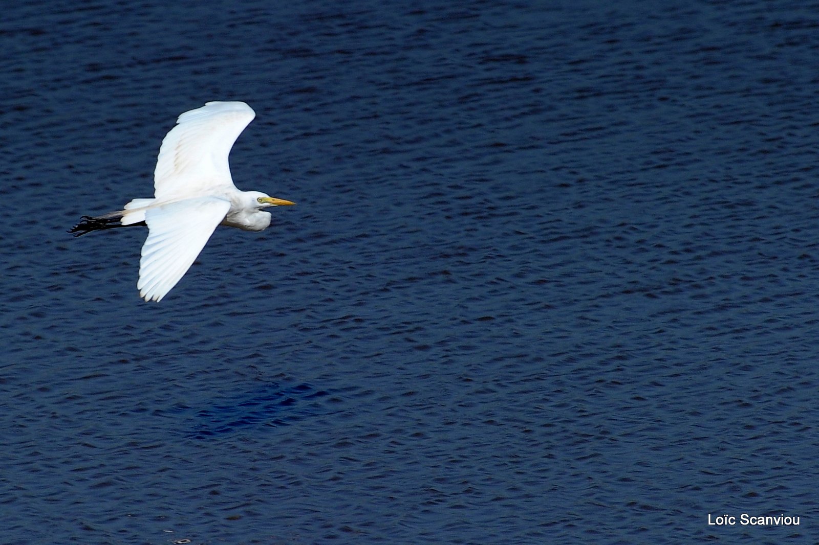 Aigrette/Egret (1)