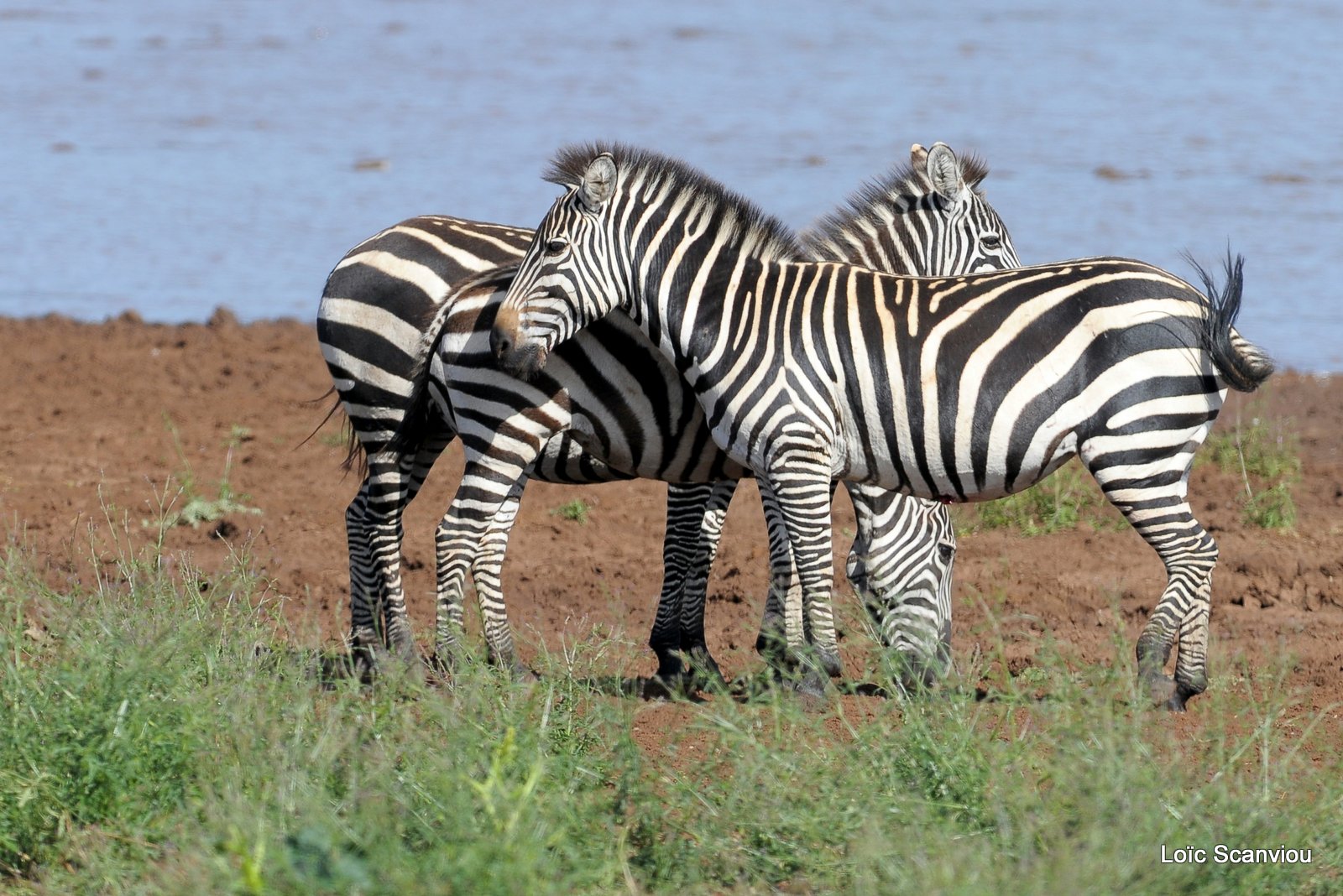 Zèbre/Zebra (35)