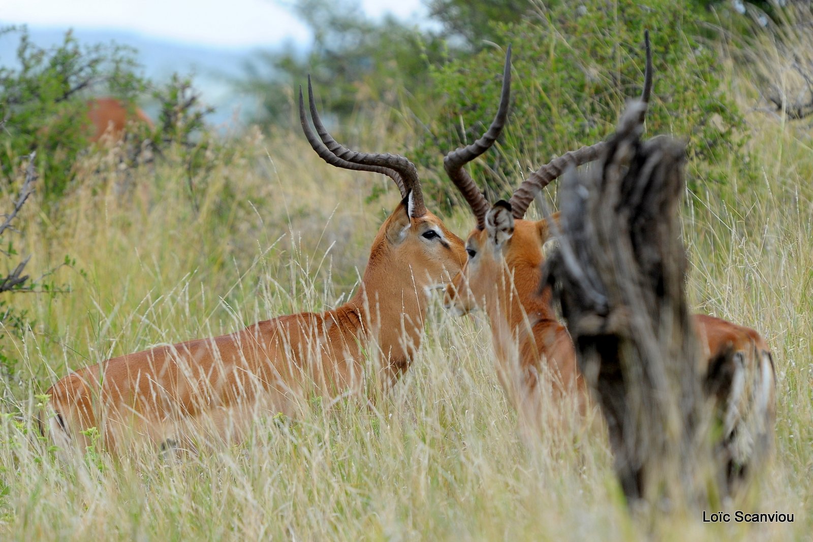 Impala (1)