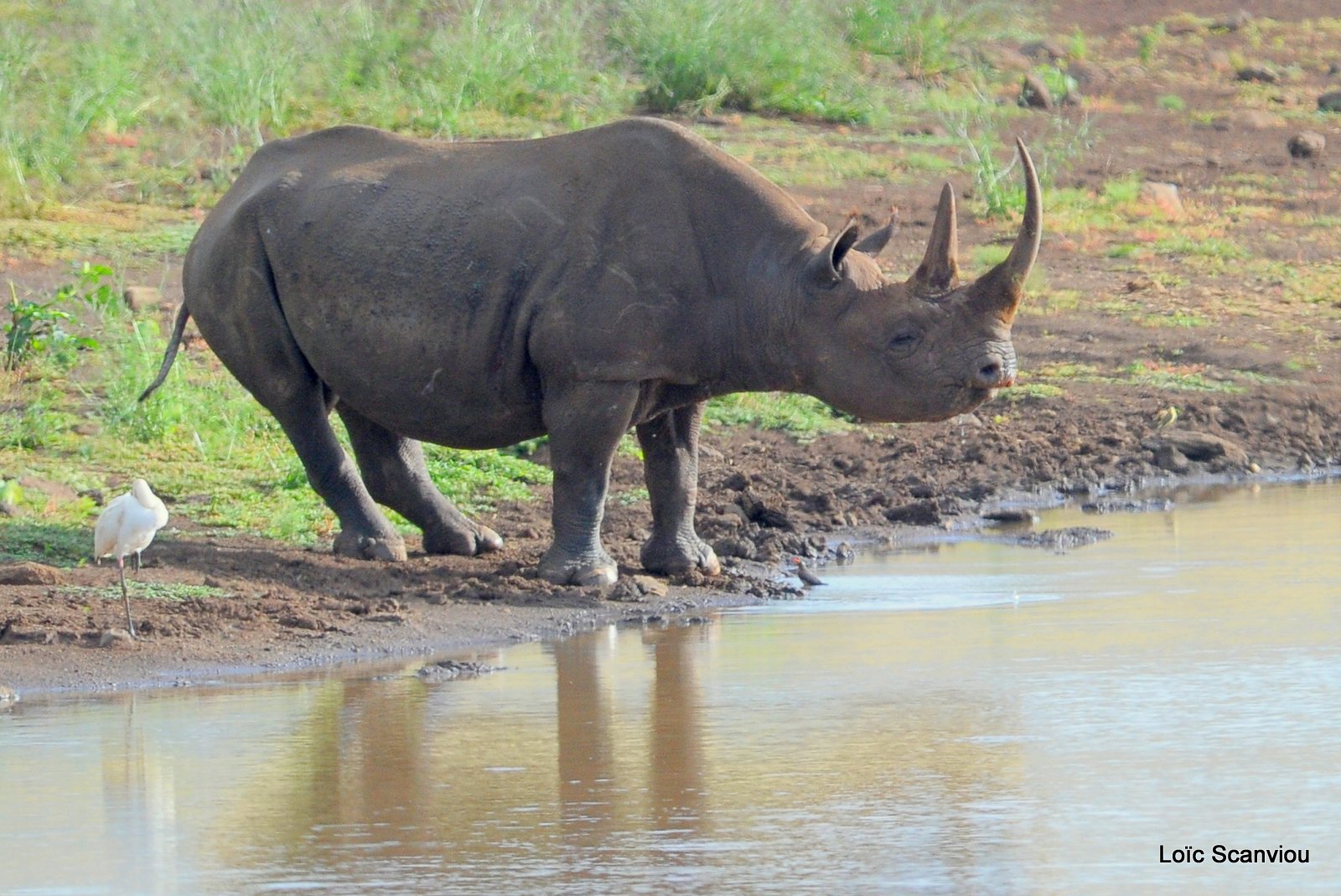 Rhinocéros noir/Black Rhino (3)