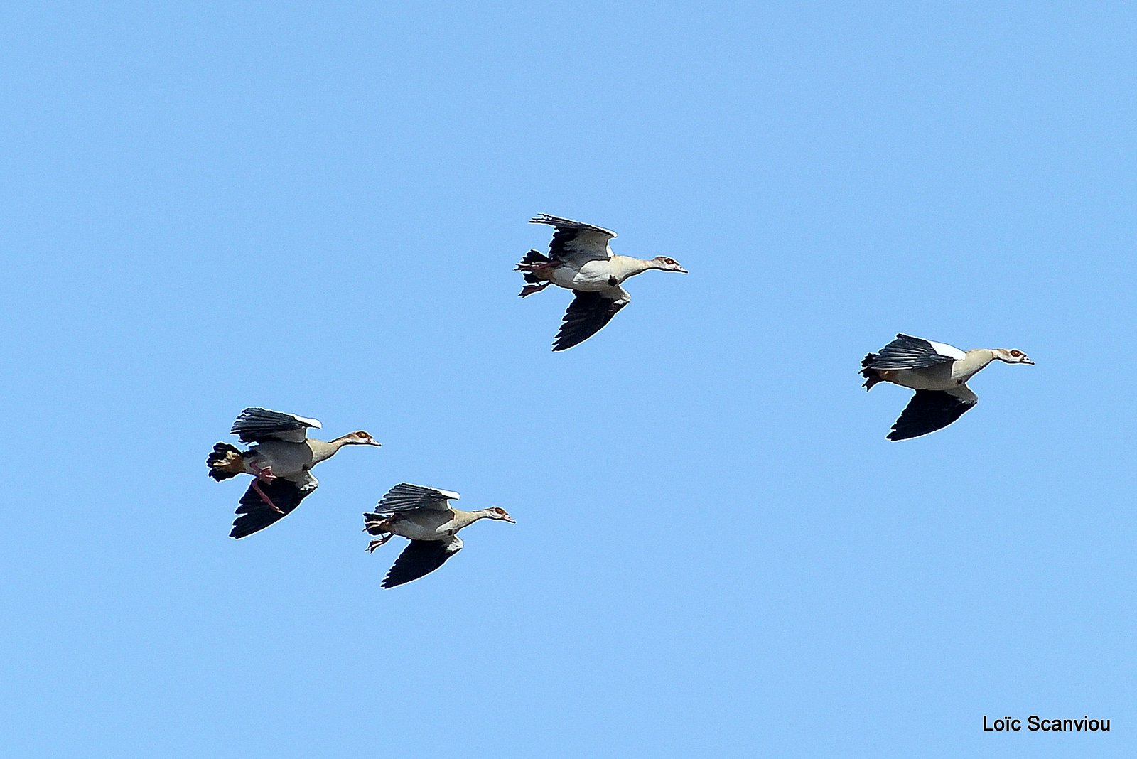 Ouette d'Egypte/Egyptian Goose (1)