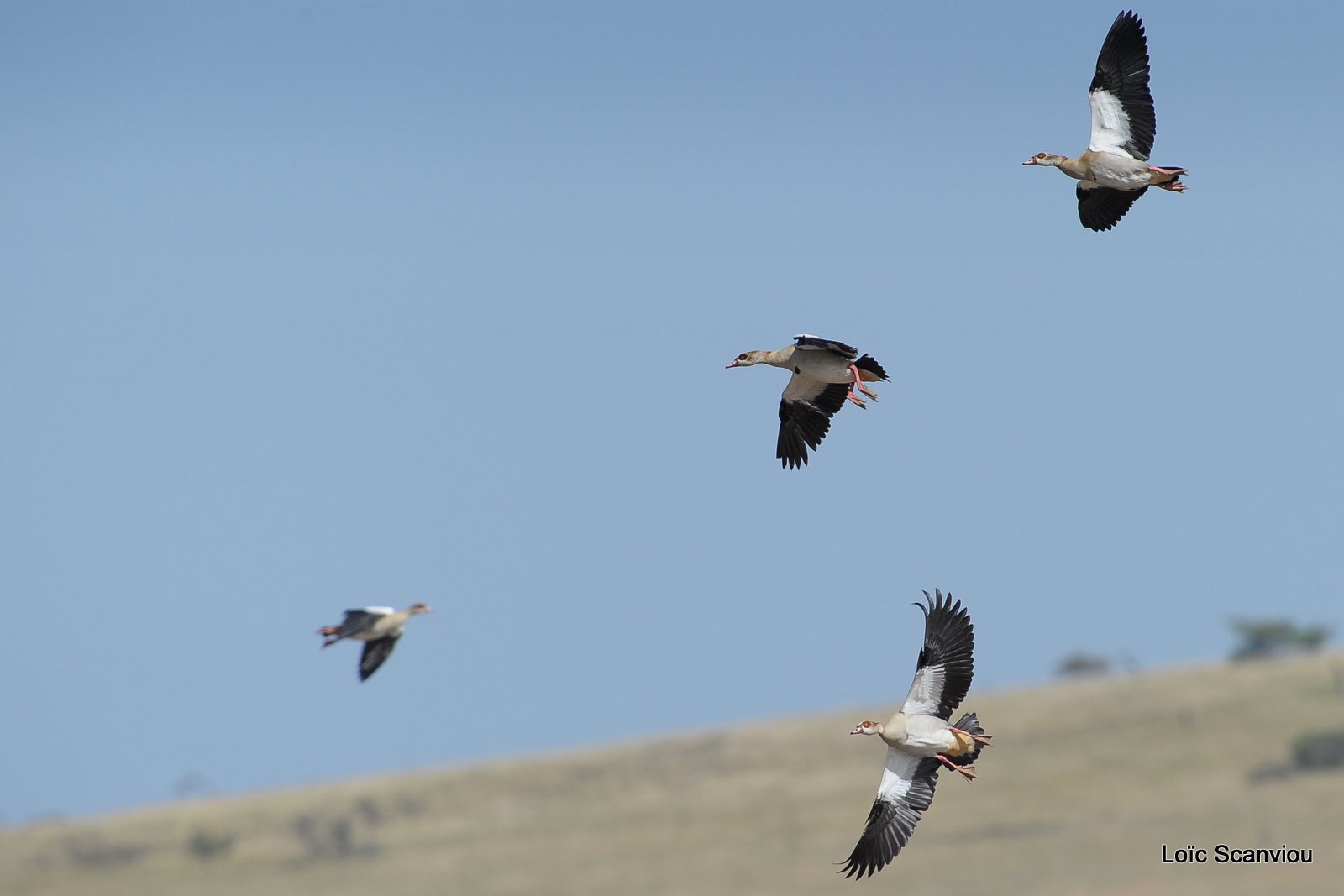 Ouette d'Egypte/Egyptian Goose (2)