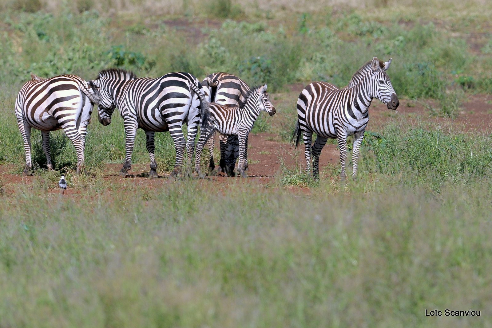 Zèbre/Zebra (36)