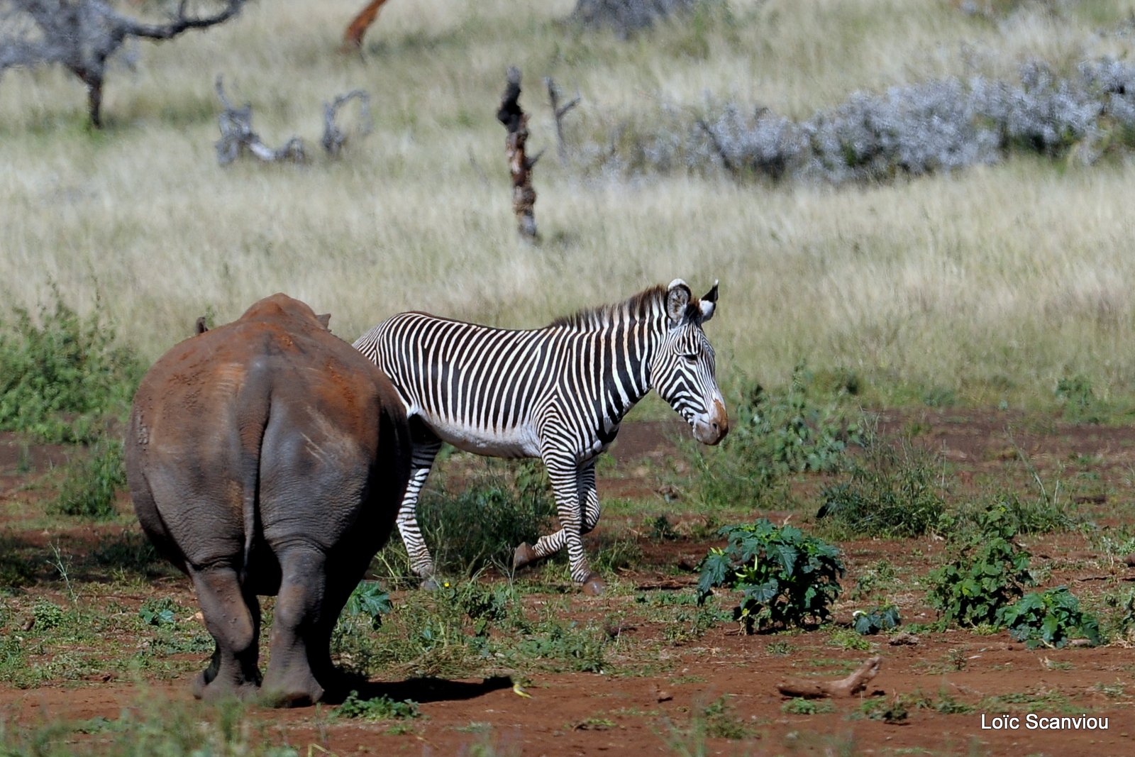 Zèbre de Grévy et rhinocéros blanc (1)